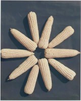 /album/agriculturasustentablemunoz2000/a11072413-740652756049445-2048812024-n-jpg/