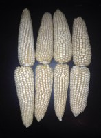 /album/agriculturasustentablemunoz2000/a11087937-10153104745638405-1652654706-n-jpg/