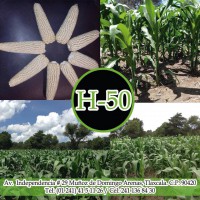 /album/agriculturasustentablemunoz2000/a11084567-10153102350163405-906154158-n-jpg/